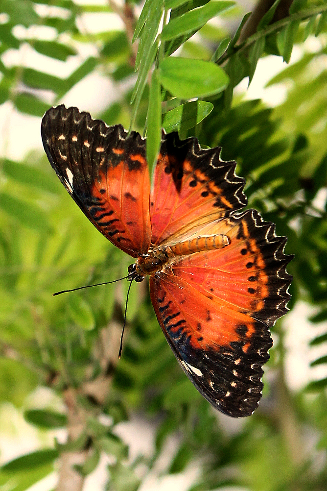 Card Designs & Paper Creations