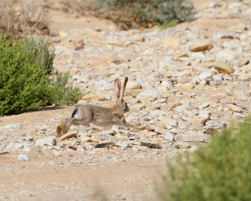 Cape Hare