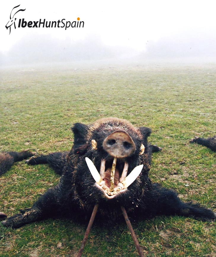 WILD BOAR DRIVEN HUNT HUNTING WILD BOAR IN SPAIN SPANISH WILD BOAR