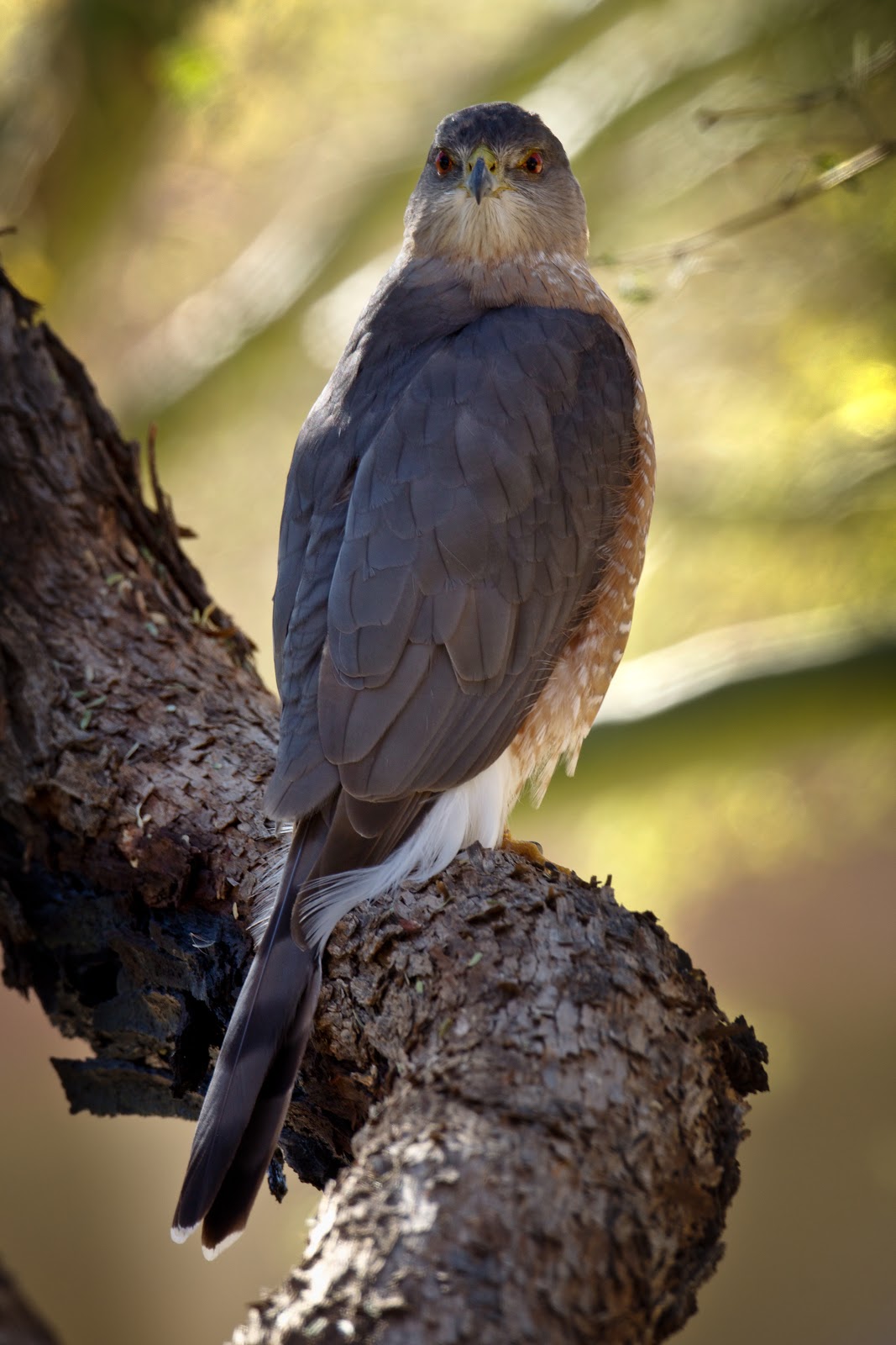 Feather Tailed Stories Cooper's Hawk, Tucson