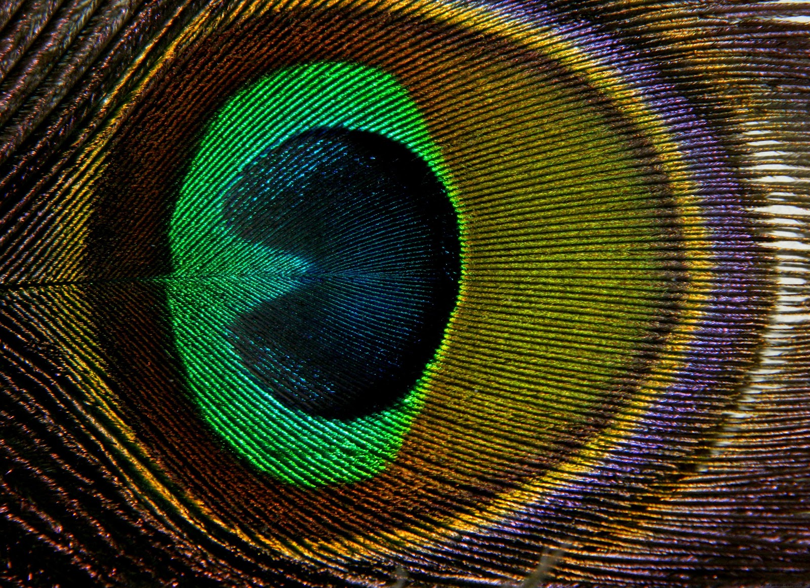 Peacock Feathers Peacock Feathers
