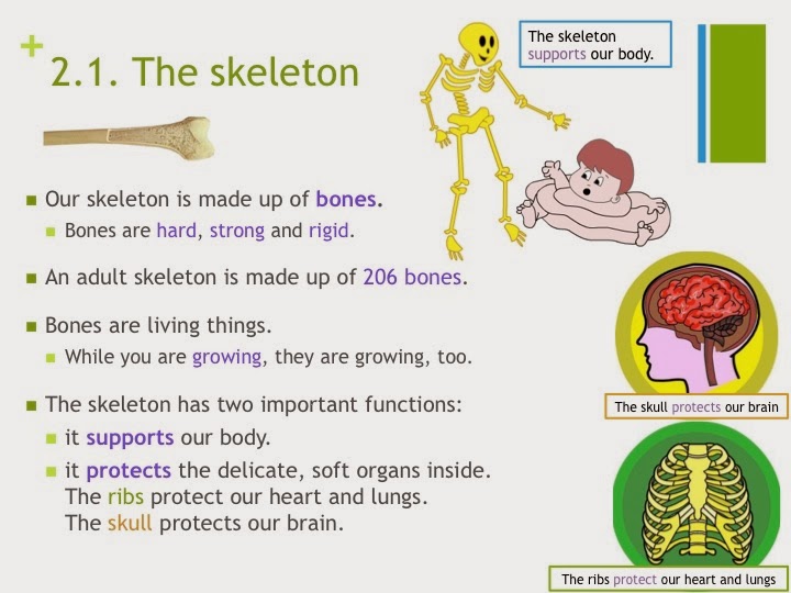 Year 3 skeleton and muscles image