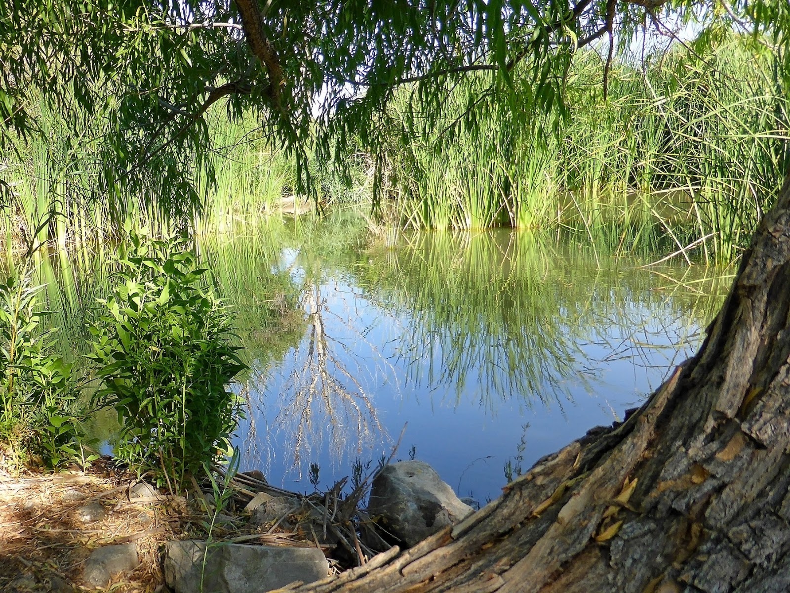 Ken S Photo Gallery Daytrip Clark County Wetlands Park Nature Preserve