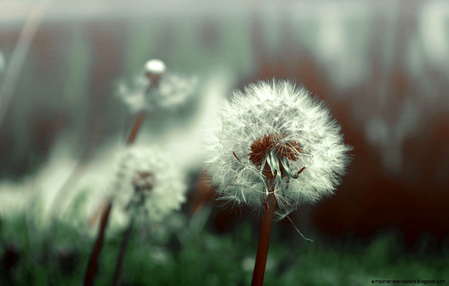 Dandelions Flowers Focus Close Up HD Wallpaper ZoomWalls Dandelions Flowers Focus Close Up HD Wallpaper ZoomWalls