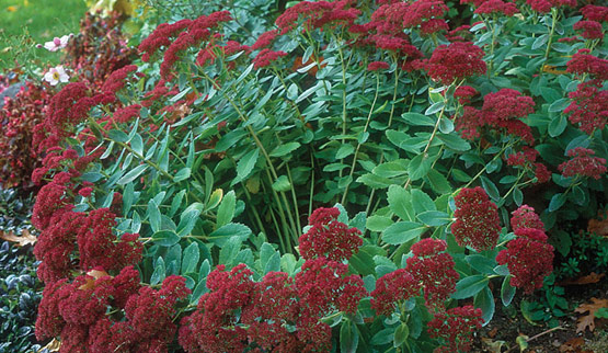 The Plant Hunter Ban All Plants