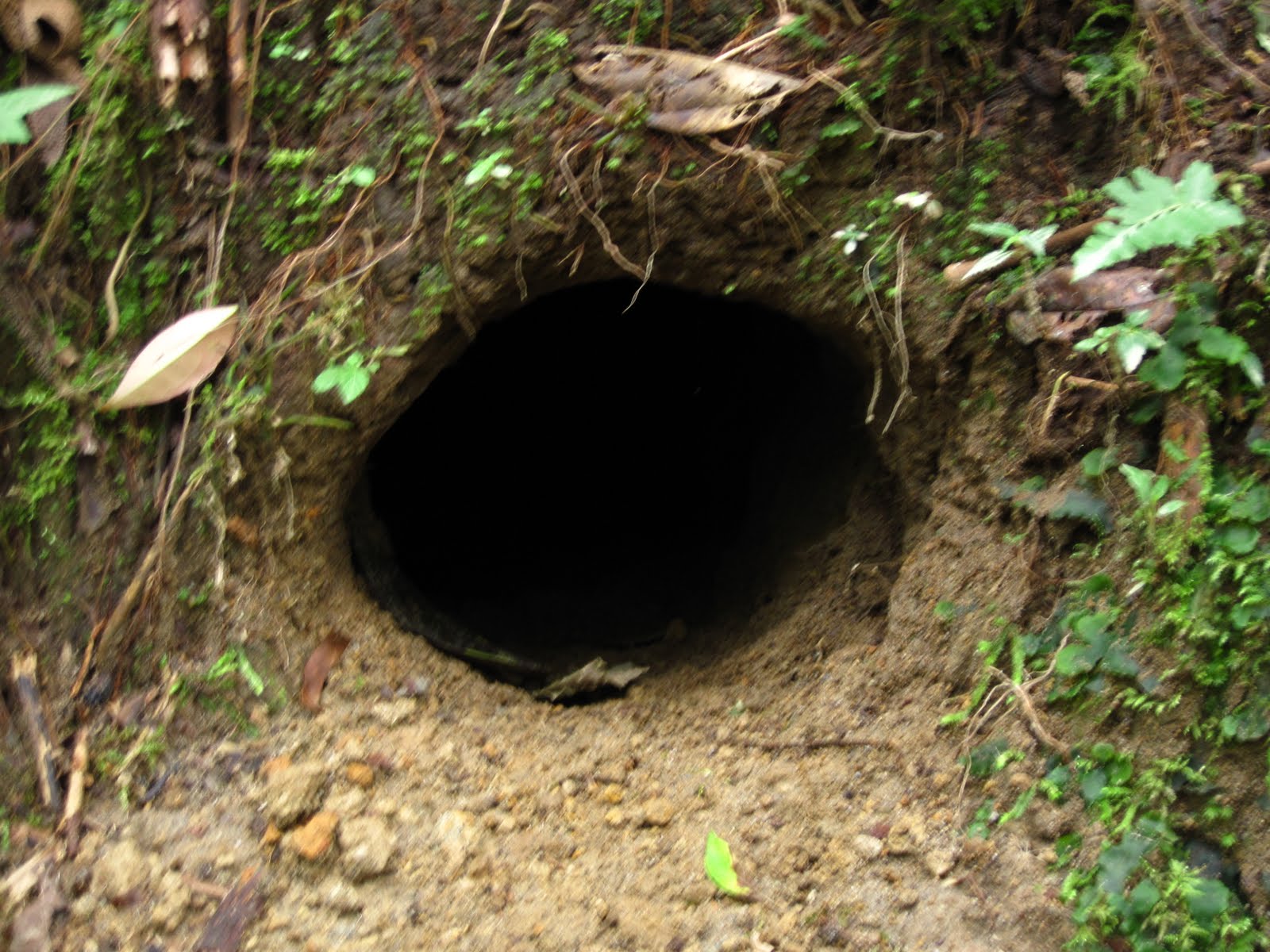 Tina in South America Maquipucuna Trip!