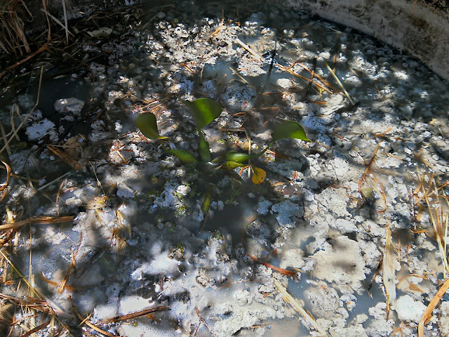 Permacultura, Autosuficiencia y Tecnología: Filtrado de Aguas Grises