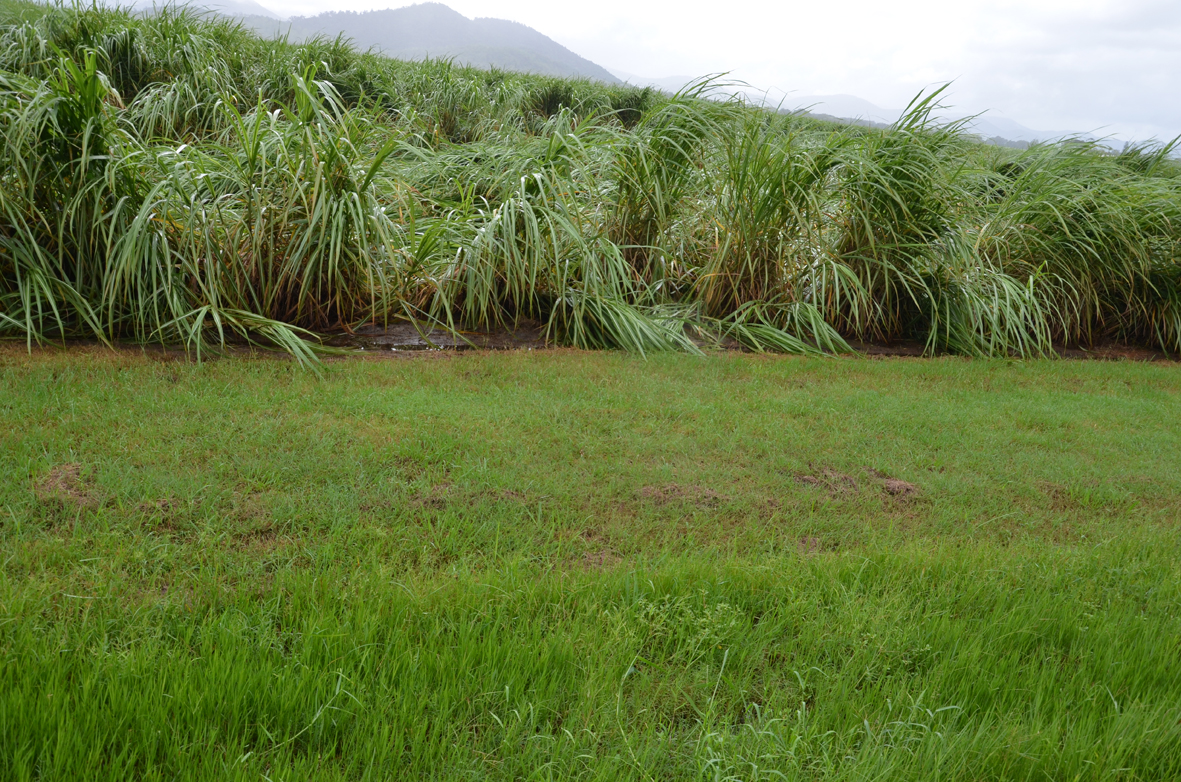 Whitsunday Coast Guardian Proserpine Mill's furfural plant under review