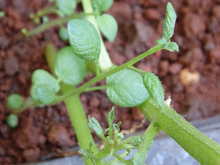 Potato plant within few months after sprouting