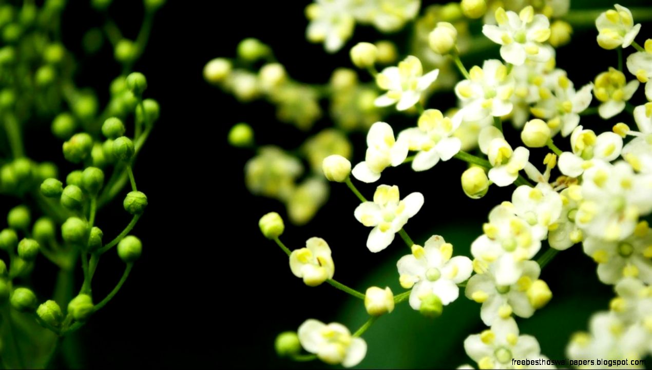 Spring Desktop Background Picture 1366x768 Hd Wallpaper Widescreen Spring Desktop Background Picture 1366x768 Hd Wallpaper Widescreen