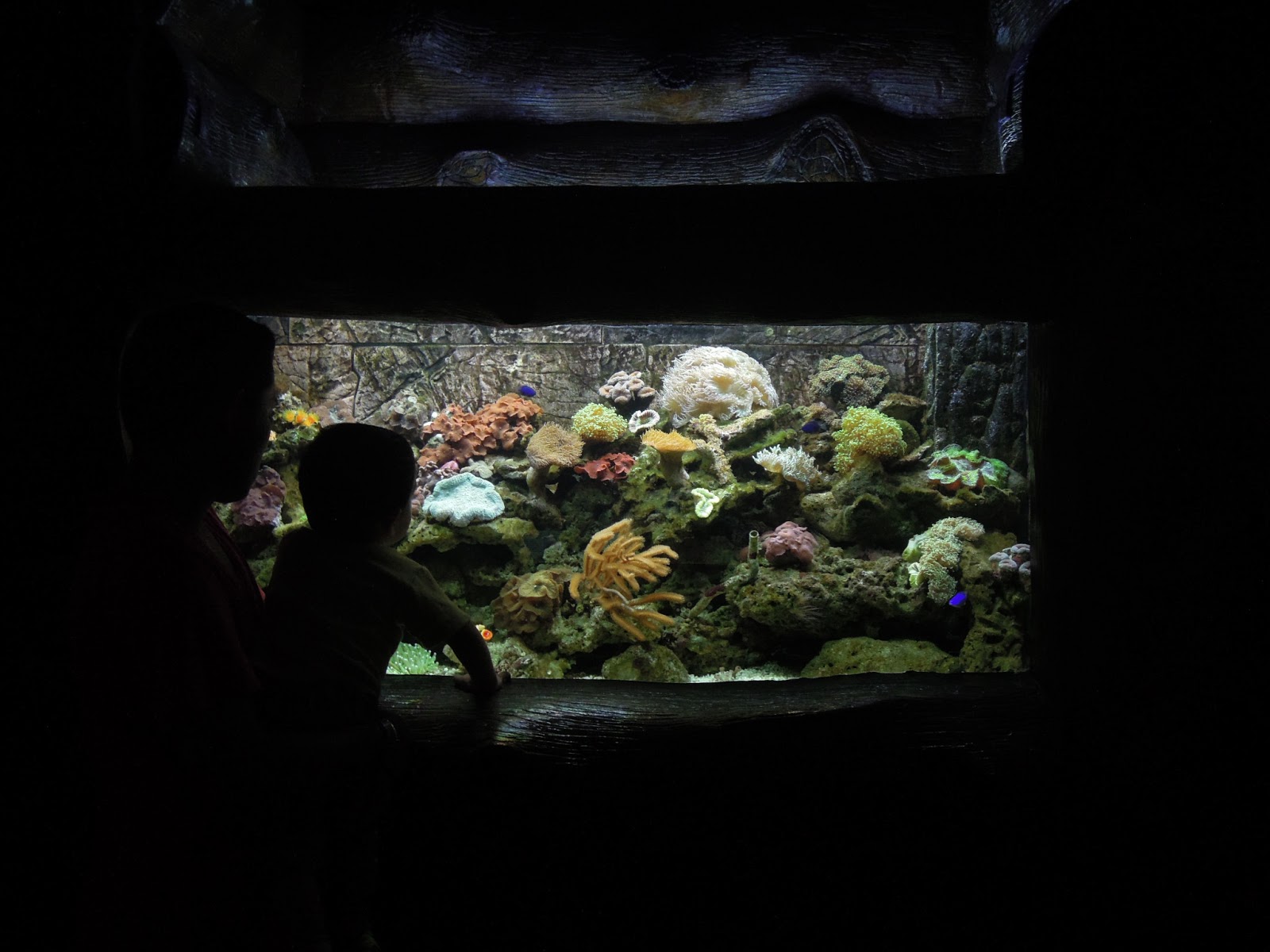 ♥ ily's ♥ The Blue Coral Aquarium, KL Tower