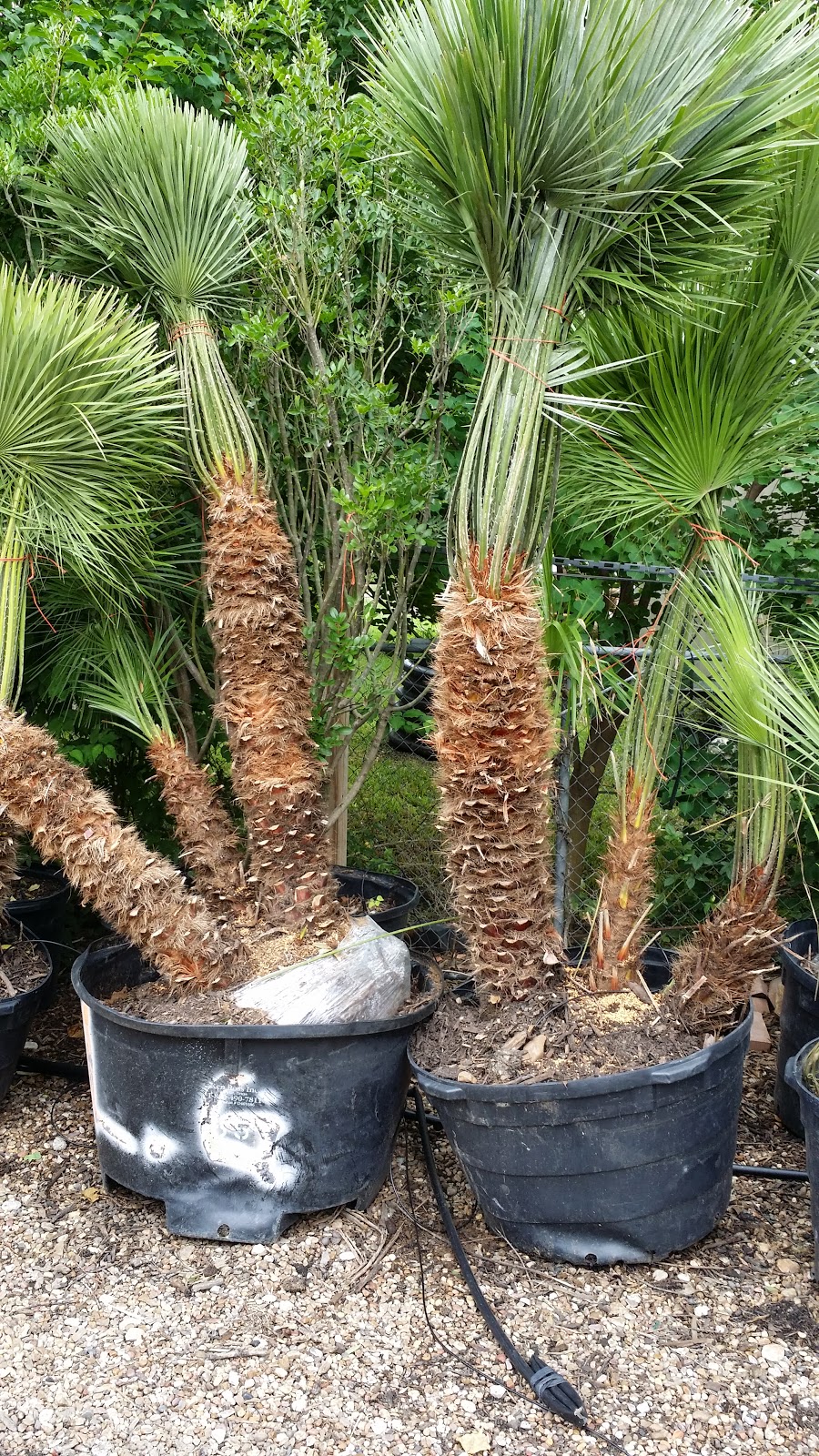 Cold Hardy Palm Trees in Houston Truck Load of Mediterranean Fan