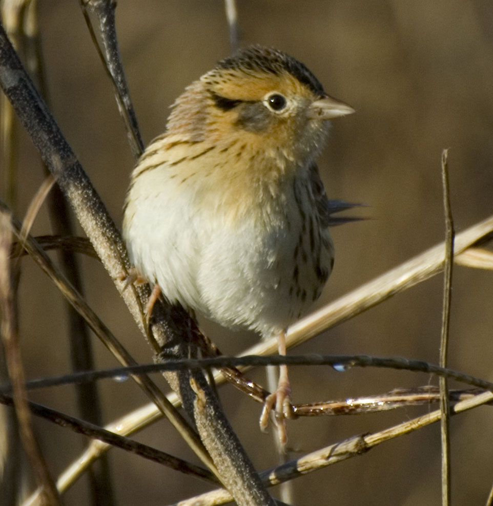 SW Louisiana Birds Leconte's Sparrow