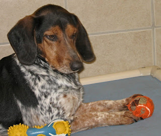 dog playing with ball