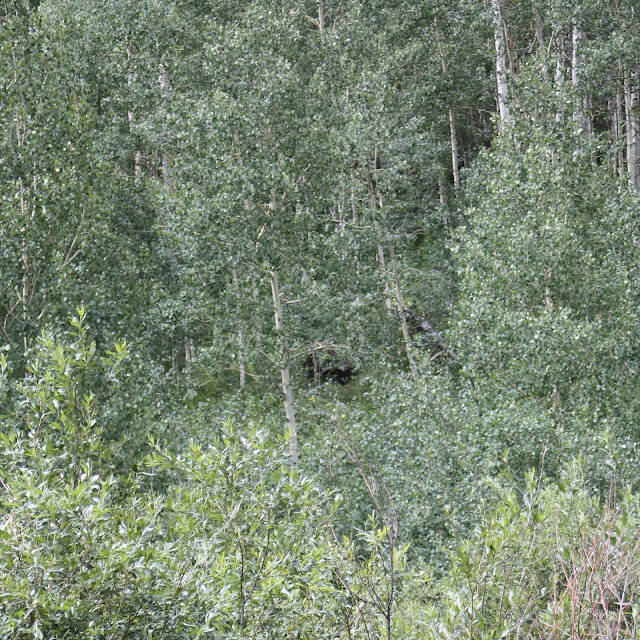 Sparrows & Spatulas hiking mondays aspen