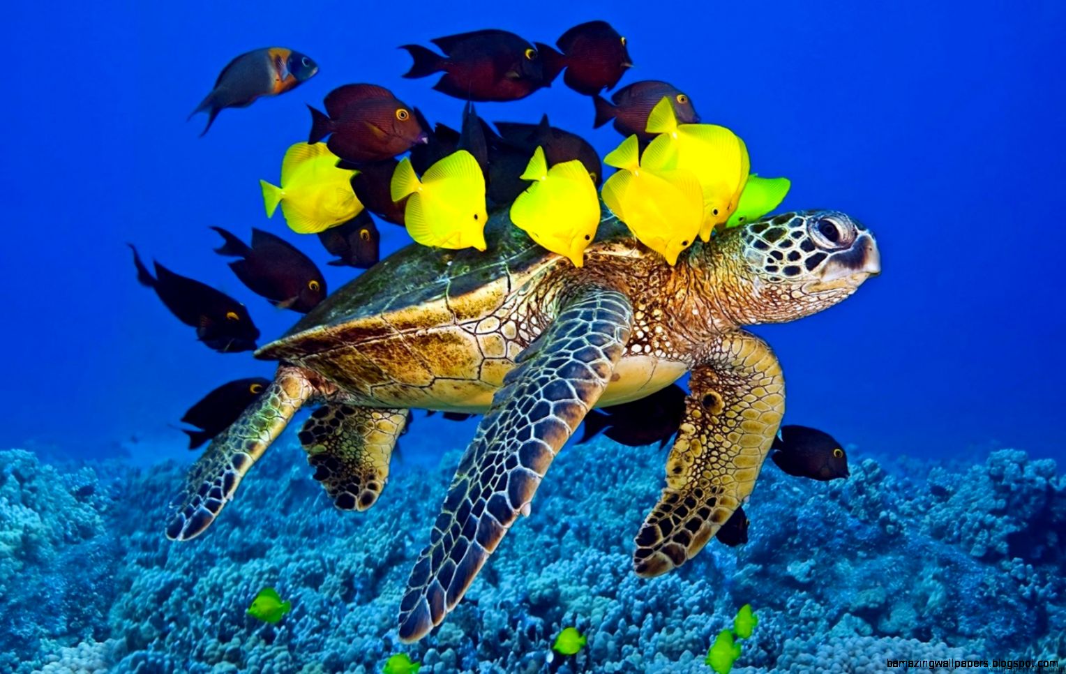 turtle yellow fish underwater ocean hd wallpaper Wallpaper HD turtle yellow fish underwater ocean hd wallpaper Wallpaper HD
