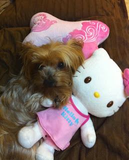 Dog with Hello Kitty plush soft toy