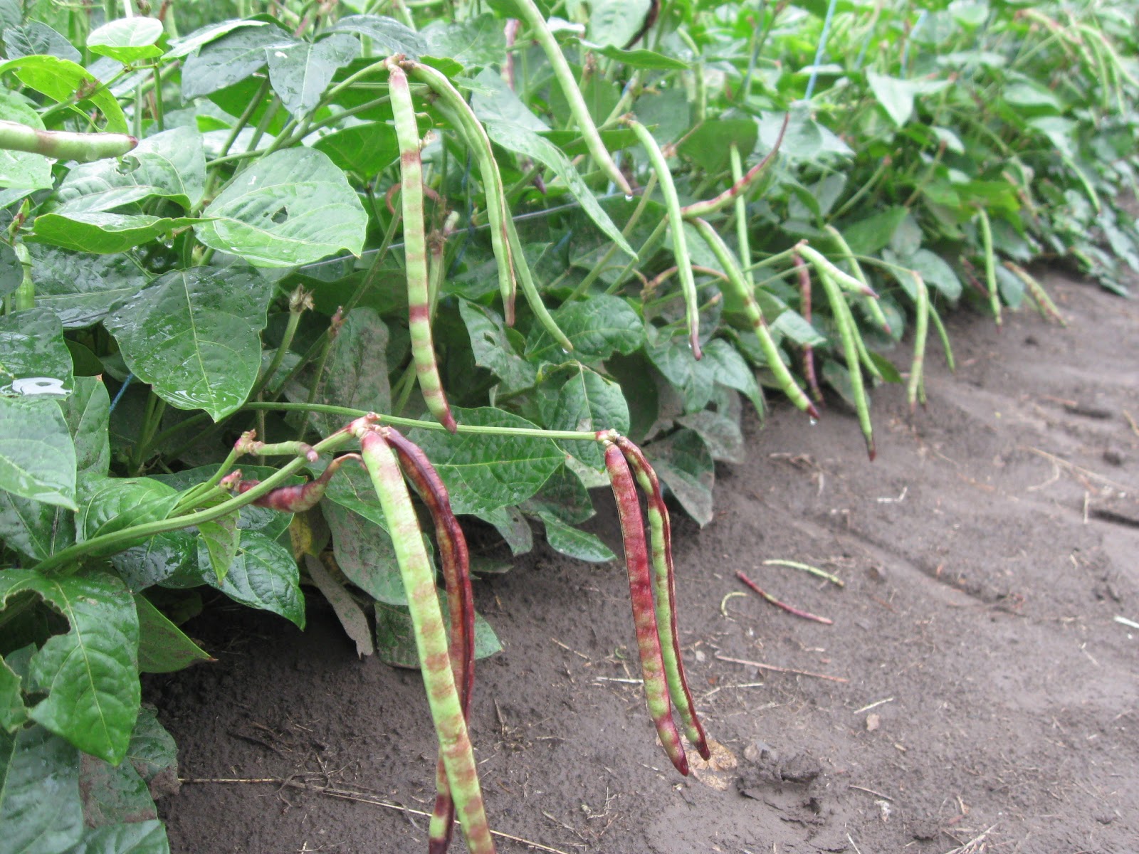 The Citrus Guy A New Year Has Begun!!