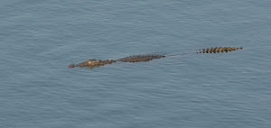 Photo by  Sudhir.Bhakta.:- Crocodile swimming in Kamleshwar Dam Lake.
