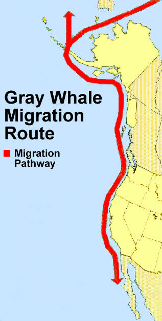 Whale Migration