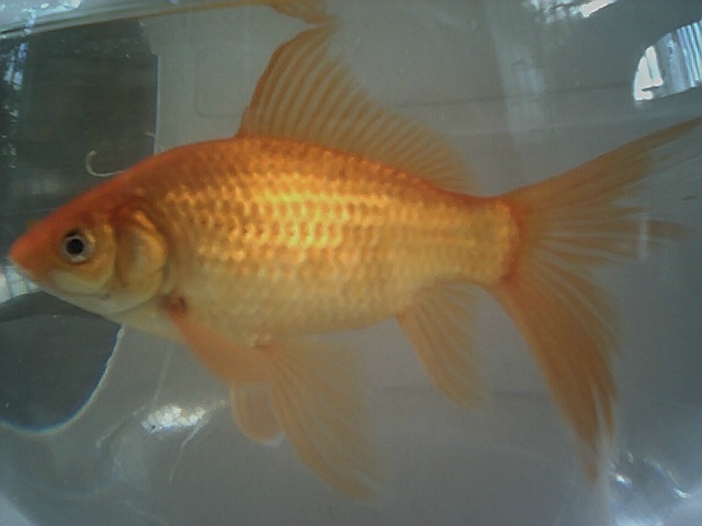 goldfish types goldfish types