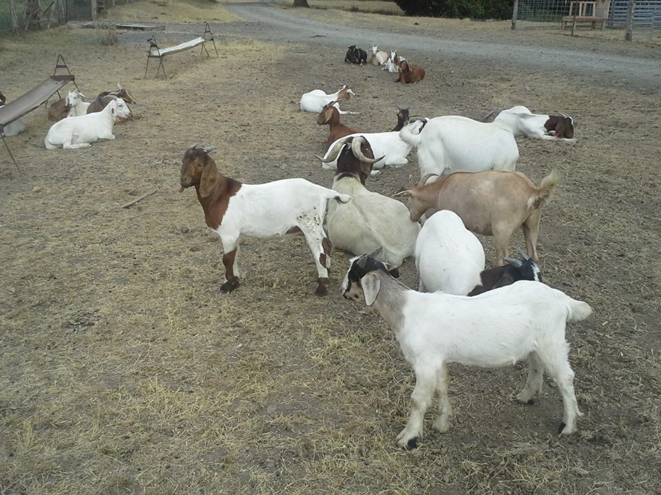 Campbell Club Calves 25 male meat goats for sale
