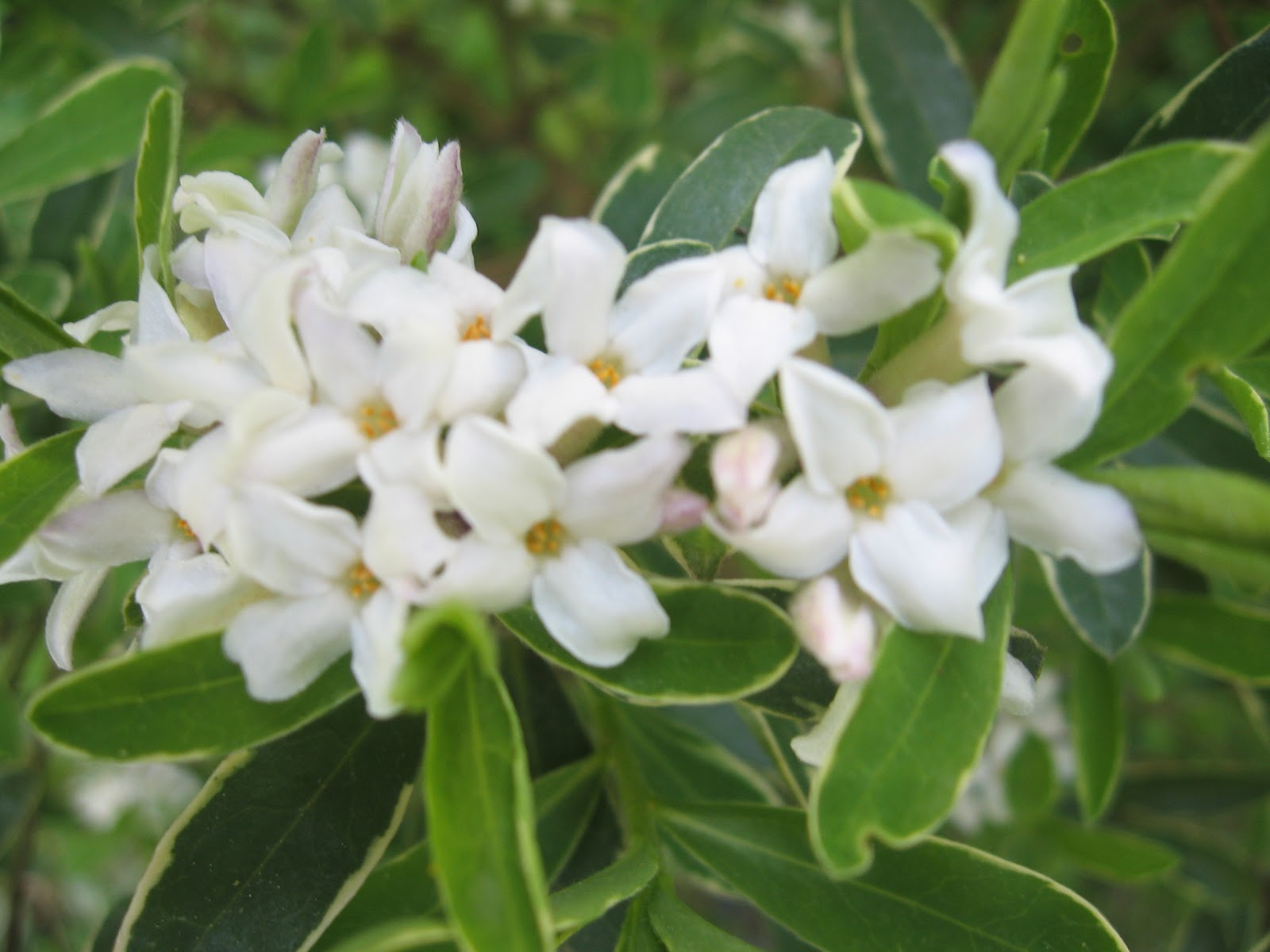 Weeding On The Wild Side Some Spring Fragrance