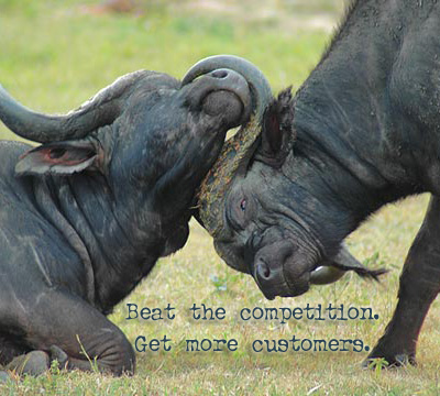 Animals In Competition