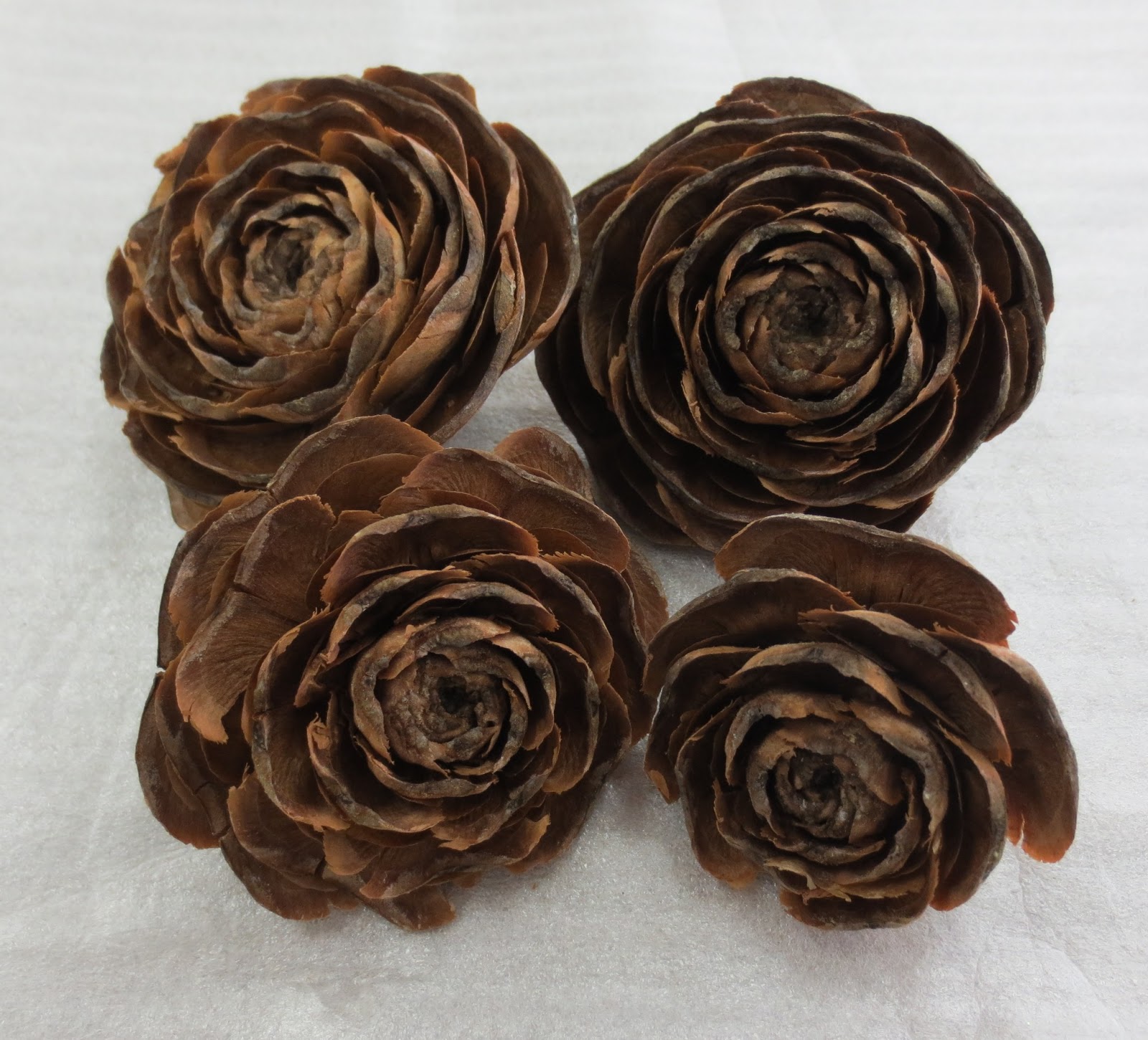 花曜日 ヒマラヤ杉のまっぼっくり