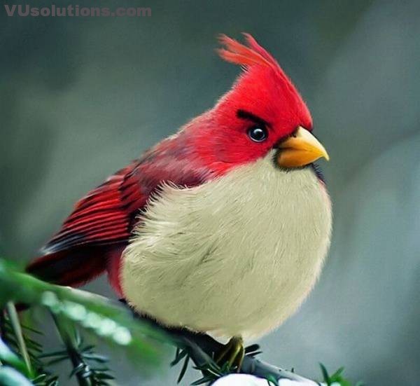 Colourful-Amazing-Flying-Birds-cute-HD-D