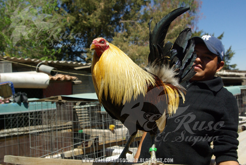 Gallera El Ruso, El Chiro Giro Hatch