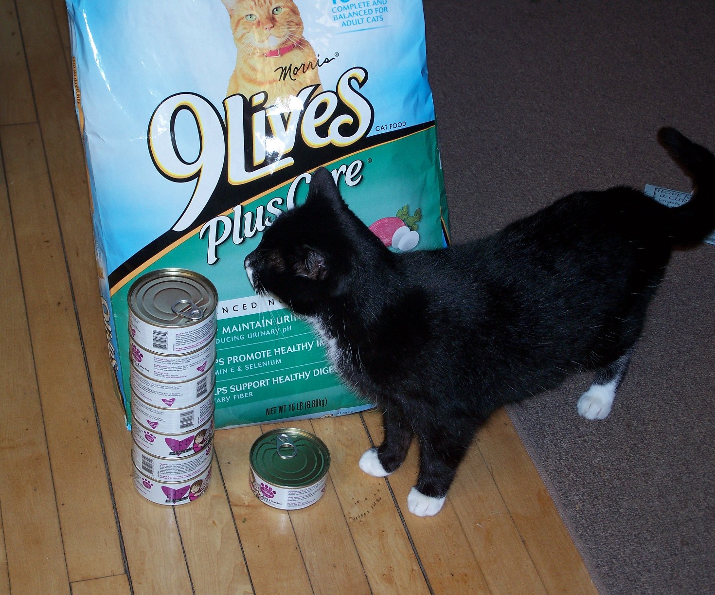 The Life of a Spoiled Cat Mr. Chewy Online Pet Food Retailer Review
