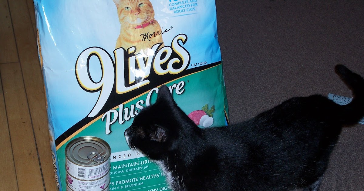 The Life of a Spoiled Cat Mr. Chewy Online Pet Food Retailer Review