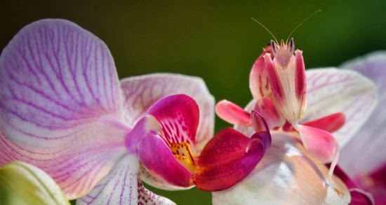 orchid-mantis2-550x293.jpg