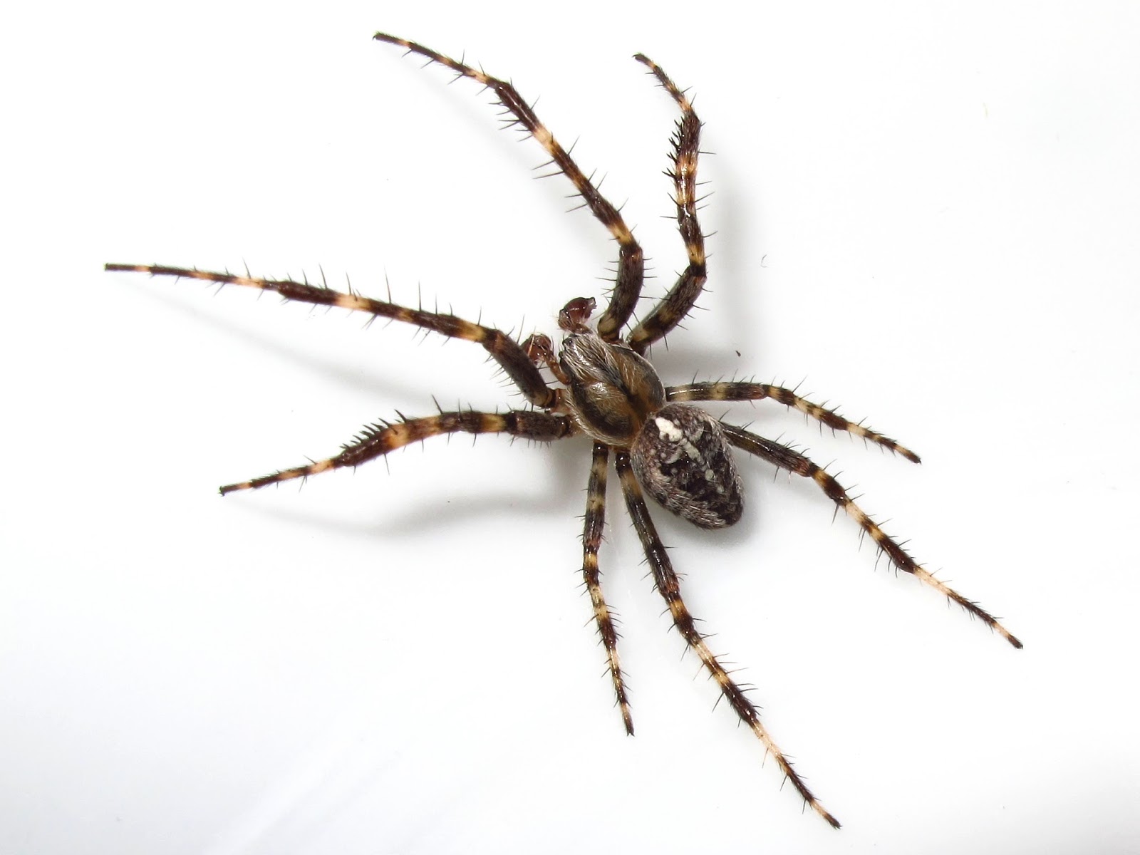 Good Natural Spider Repellent Good Natural Spider Repellent