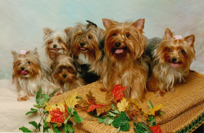 All List Of Different Dogs Breeds Yorkie Dogs Small Dog Breeds