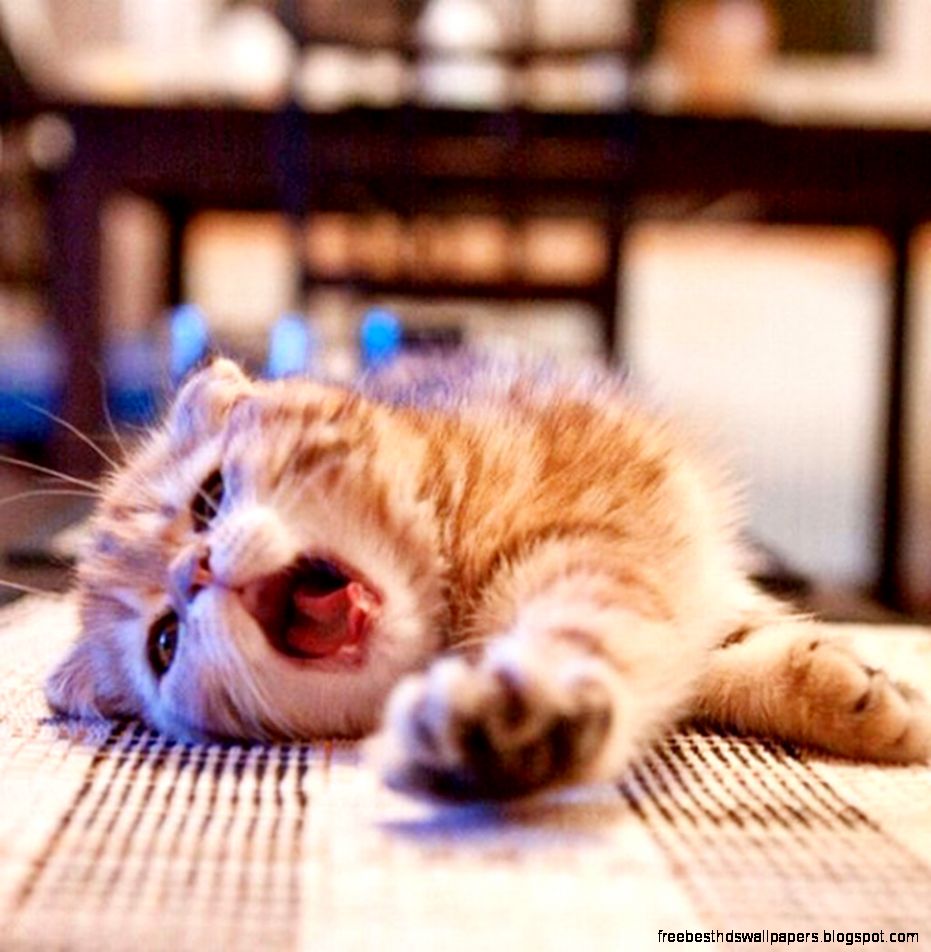 You Are So Boring Cat Picture Cats Dogs and Animal Pictures You Are So Boring Cat Picture Cats Dogs and Animal Pictures