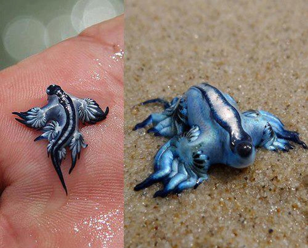 Dragon Azul