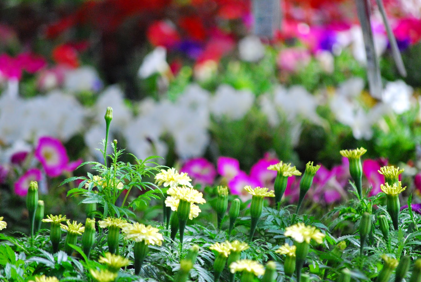 Scotty Watty Doodle All The Day Yard Work For A Vampire