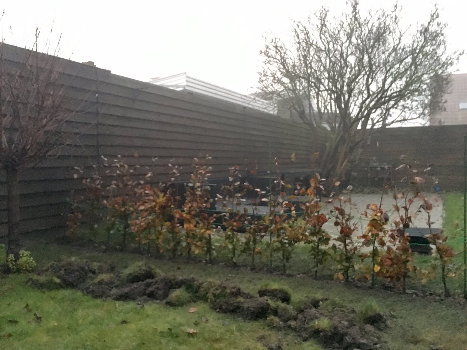 bøgehæk plantning bøgehæk plantning