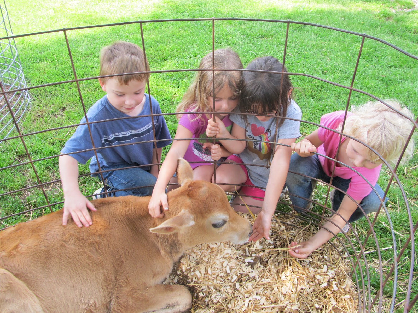Mrs. Kindergarten Class Chaney's Dairy Farm Field Trip