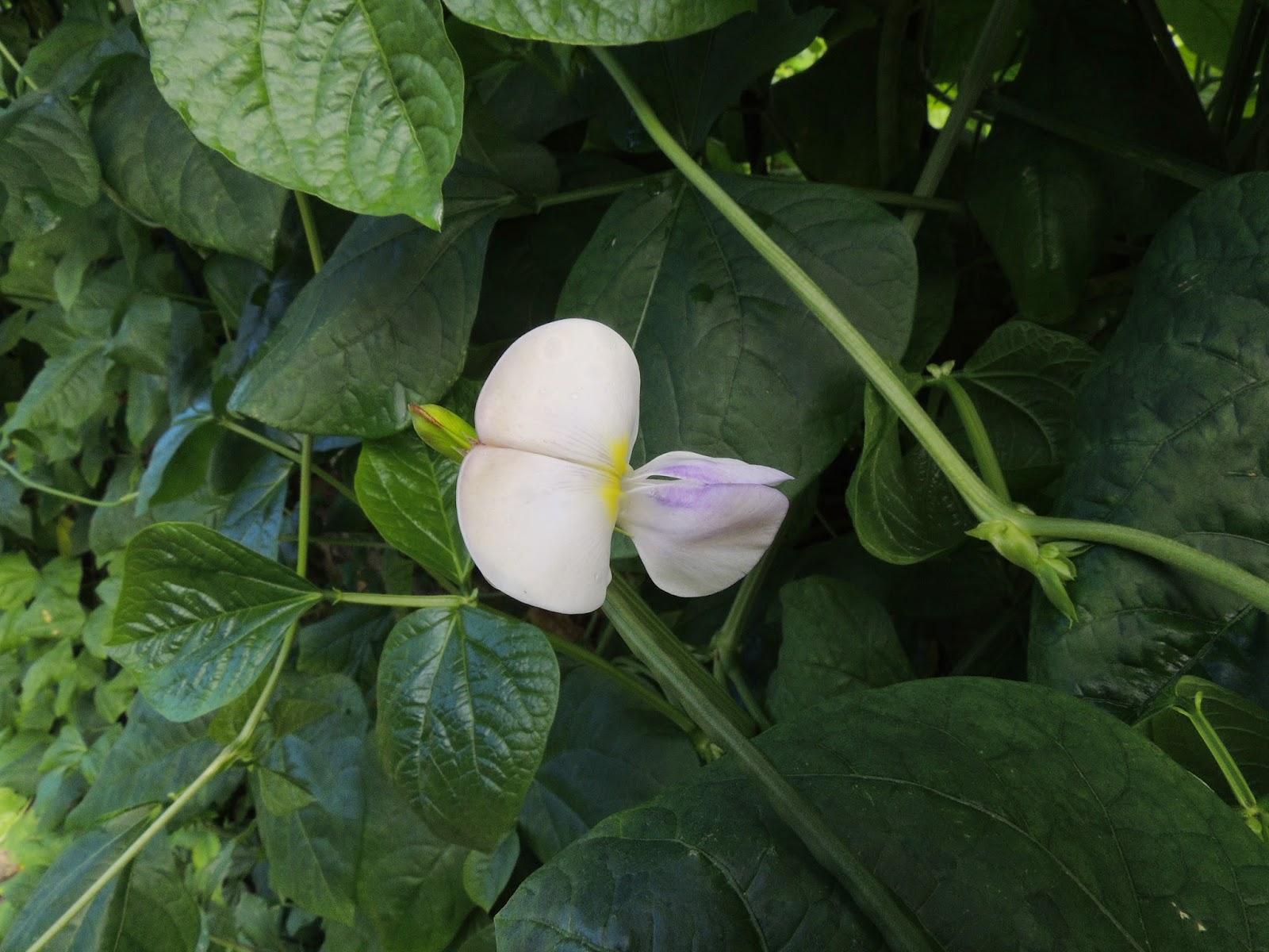 The Flowering plants (Leguminosae Fabaceae) Fabaceae Vigna