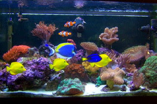 Informasi Seputar Perikanan Cara Memelihara Ikan Laut Di Air