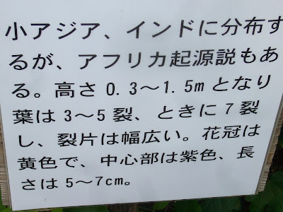 大阪府交野市・大阪市立大学 理学部付属 植物園 インドワタ