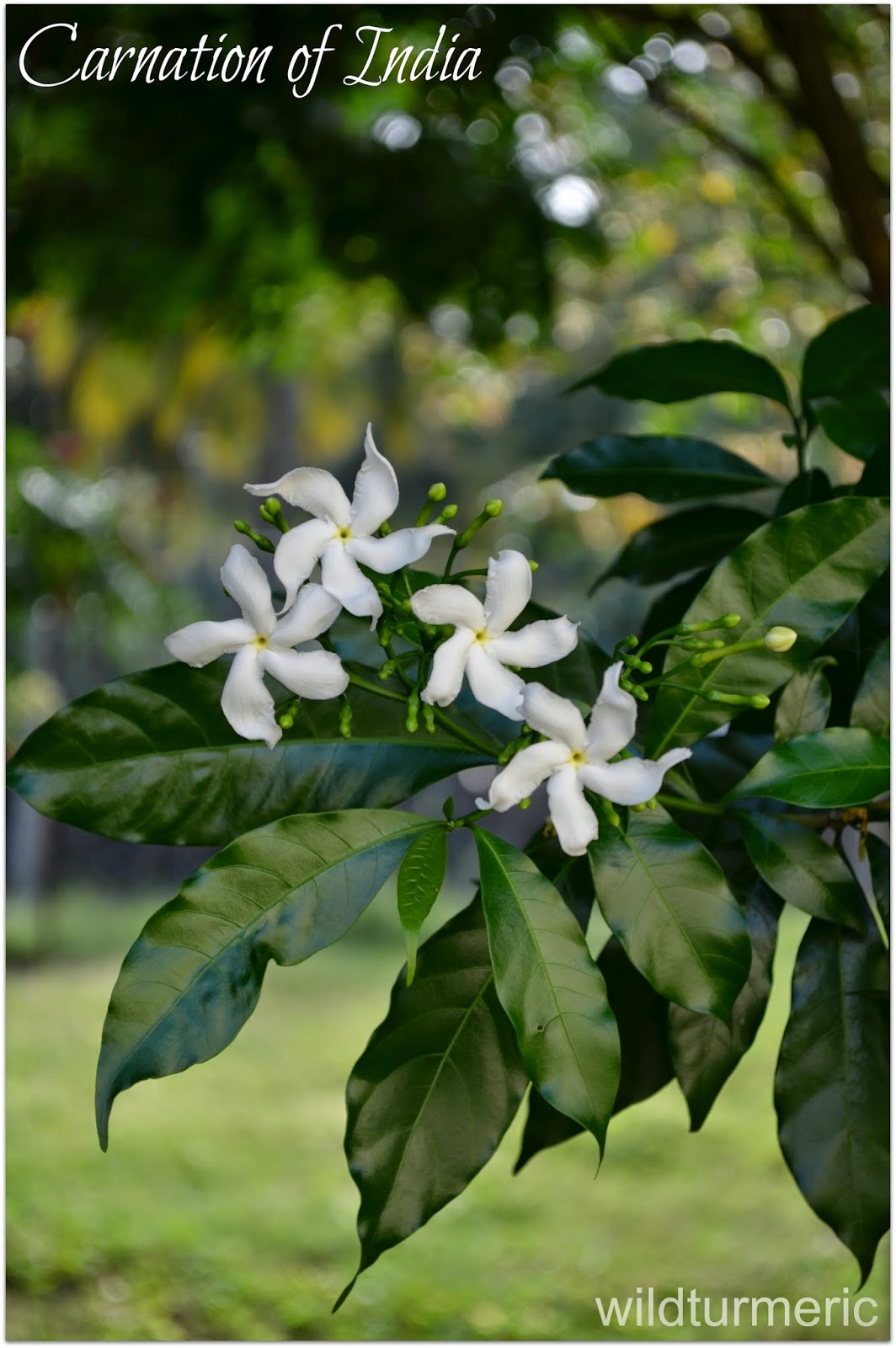 Chandni Flower Nandiyavattai Poo Carnation Of India Uses Benefits Cure For Burning Sensation In Eyes Wildturmeric