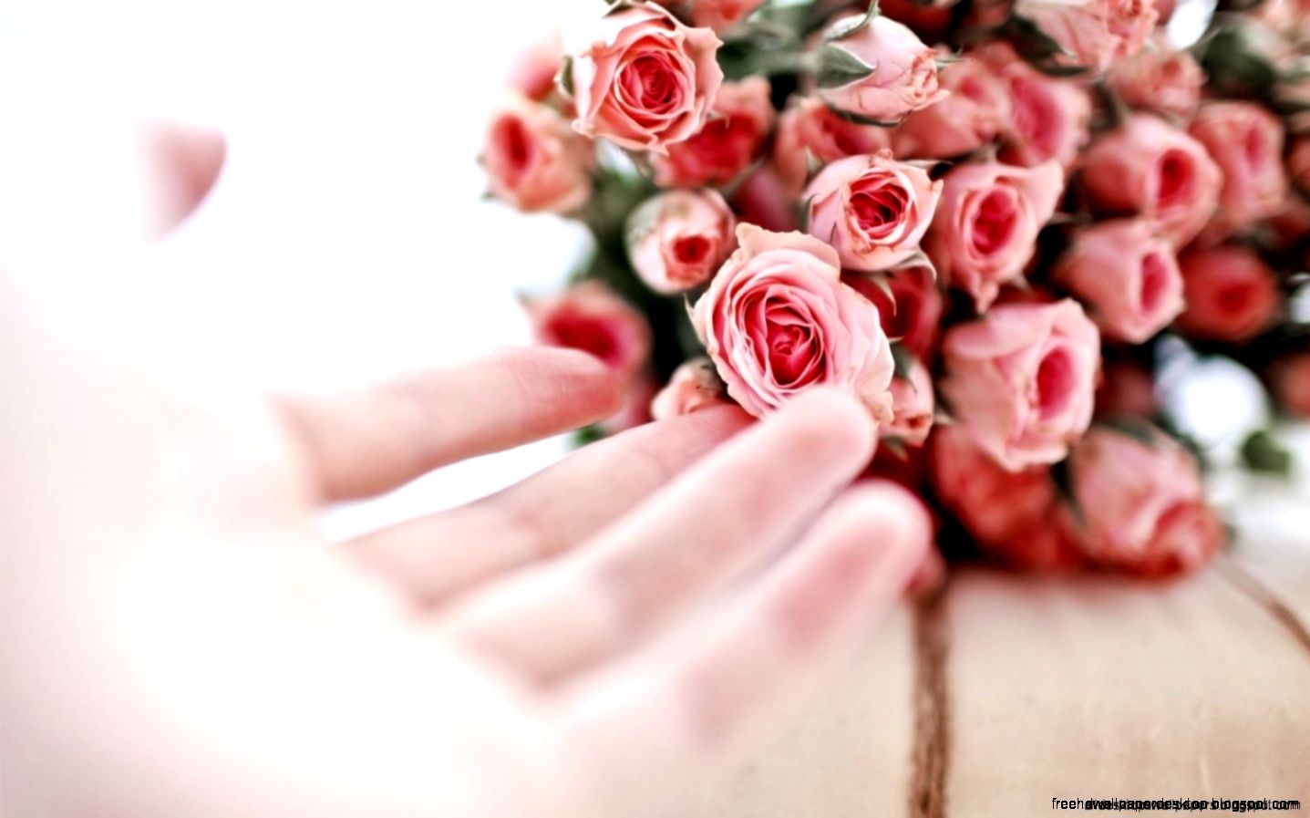 Hand Flowers Pink Roses Hd Wallpaper  All Desktop Wallpaper Hand Flowers Pink Roses Hd Wallpaper  All Desktop Wallpaper