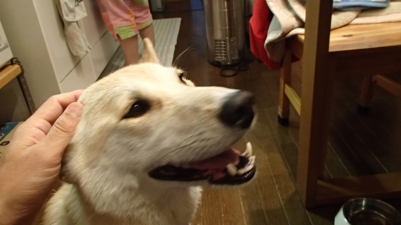 Mix犬 グミちゃん 日々の出来事 お腹 足のつけねが気持ちいい