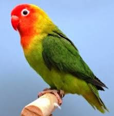Jenis Burung Lovebird Terlengkap Beserta Gambar