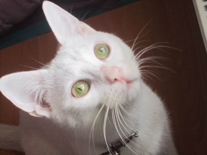 Sokak Hayvanları Ankara Kedisi