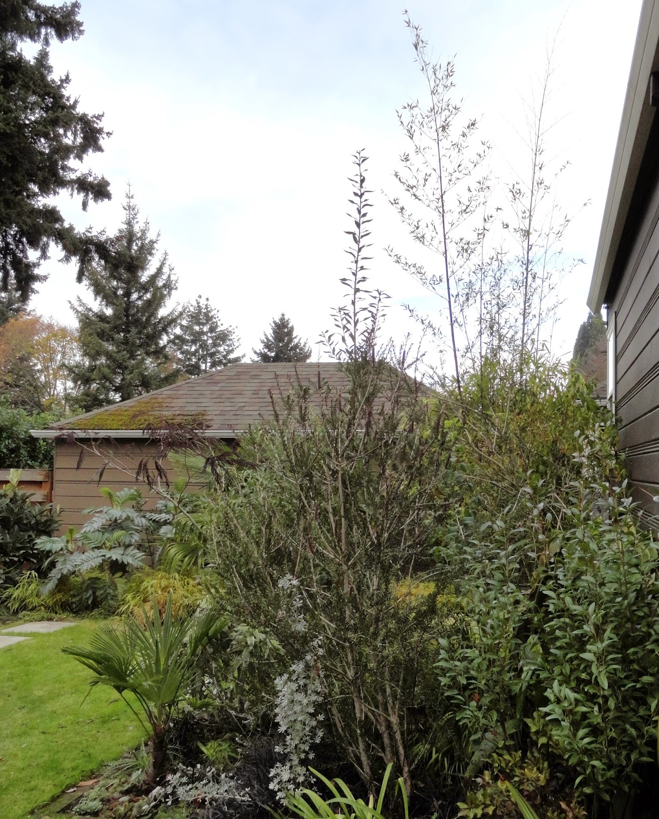 A Trip To Cistus Nursery